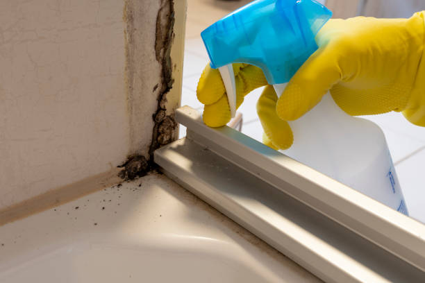 Best Fast Mold Removal  in Westminster, LA