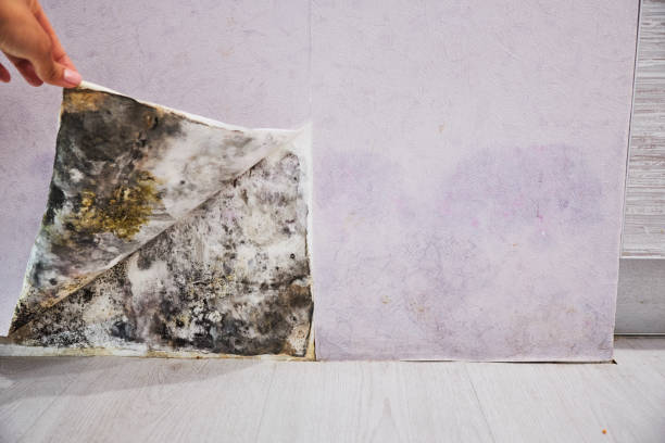 Professional Mold Removal in Westminster, LA